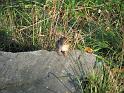 2008-10-11_Tiverton_Trustom 121